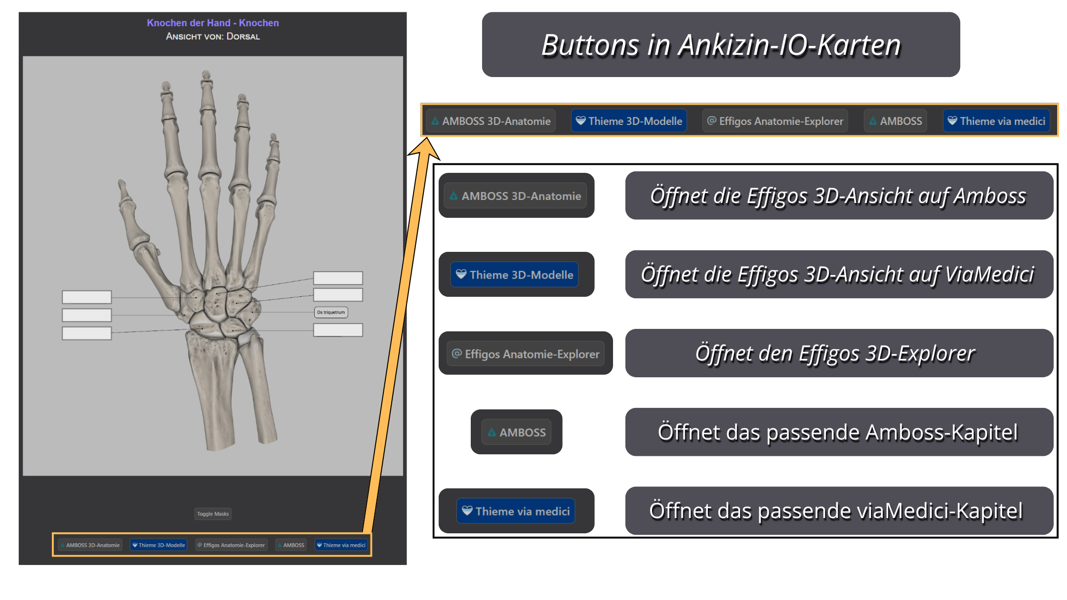 Vergrößerte Ansicht und Erklärung der Buttons in den Ankizin IO Karten